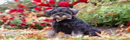 Miniature Schnauzer dogs for sale: Otis - Ad 5