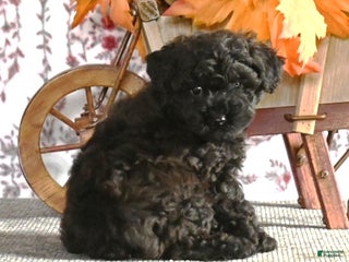 Toy Poodle dogs Ronnie - Ad 5