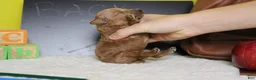 Mixed Breed dogs for sale: Tangerine - Ad 6