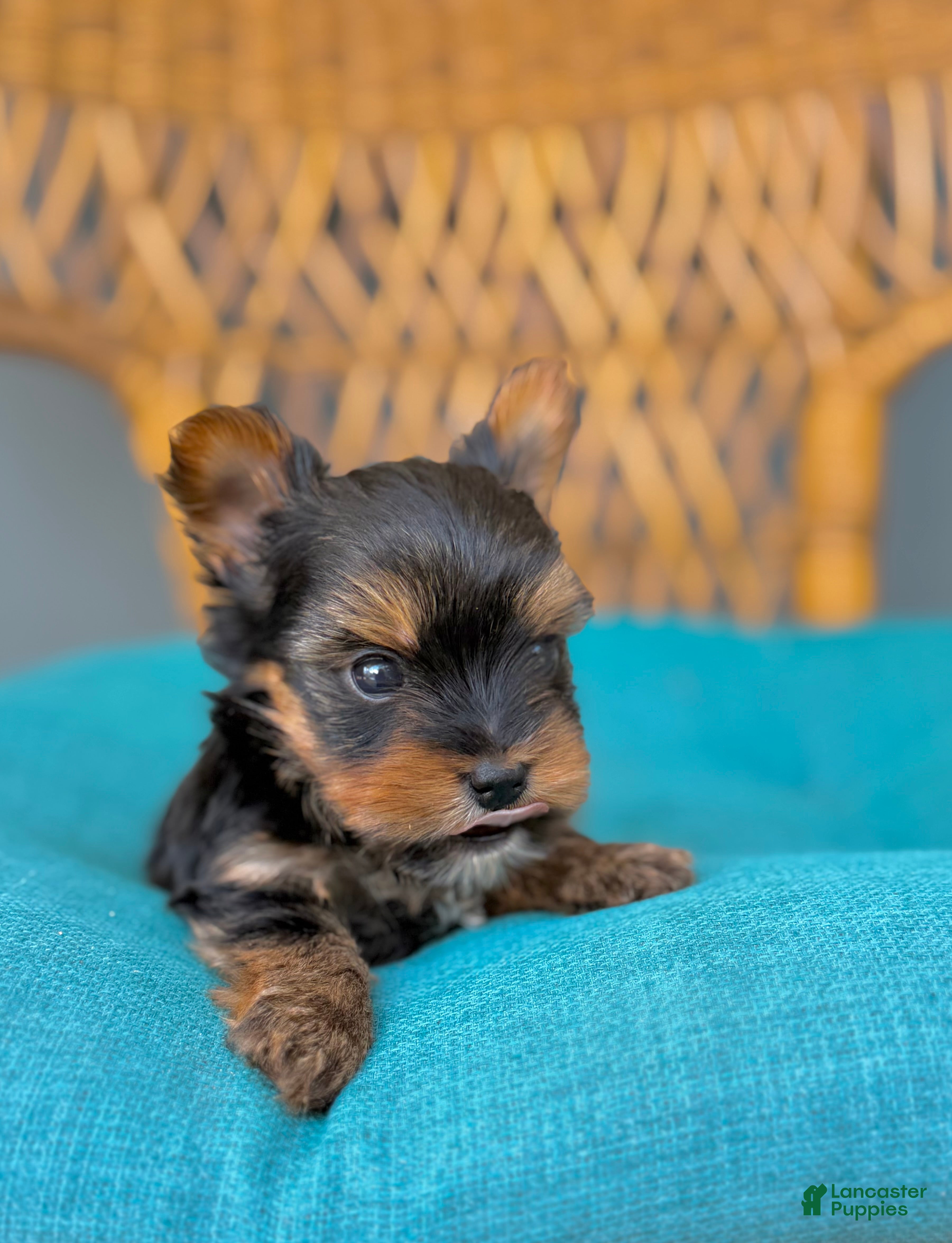 Yorkshire Terrier dogs Yorkshire Terrier 1 - Ad 2