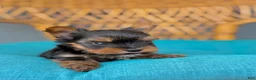 Yorkshire Terrier dogs for sale: Yorkshire Terrier 1 - Ad 2