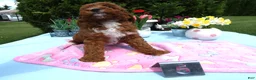 Mini Goldendoodle dogs for sale: Mini Goldendoodle 5 Cookie - Ad 3