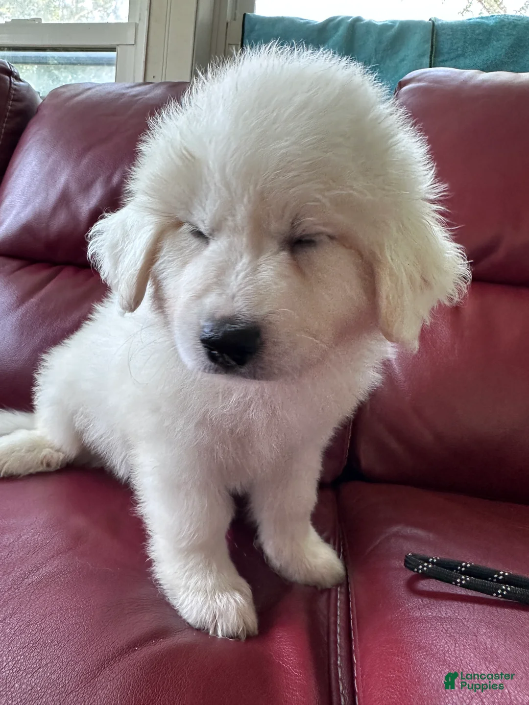 Great Pyrenees dogs for sale: AKC Sage - Ad 2