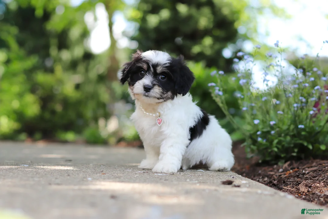 Cavachon dogs for sale: Dory - Ad 1