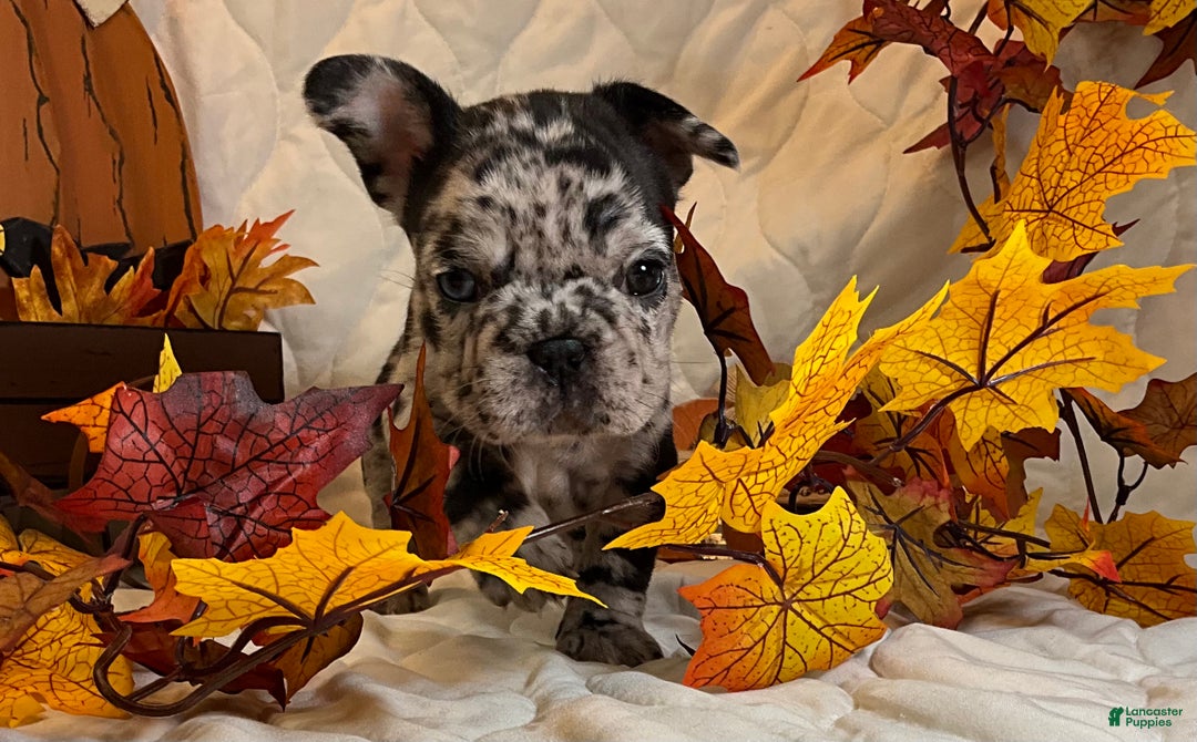 French Bulldog dogs for sale: Shell - Ad 8