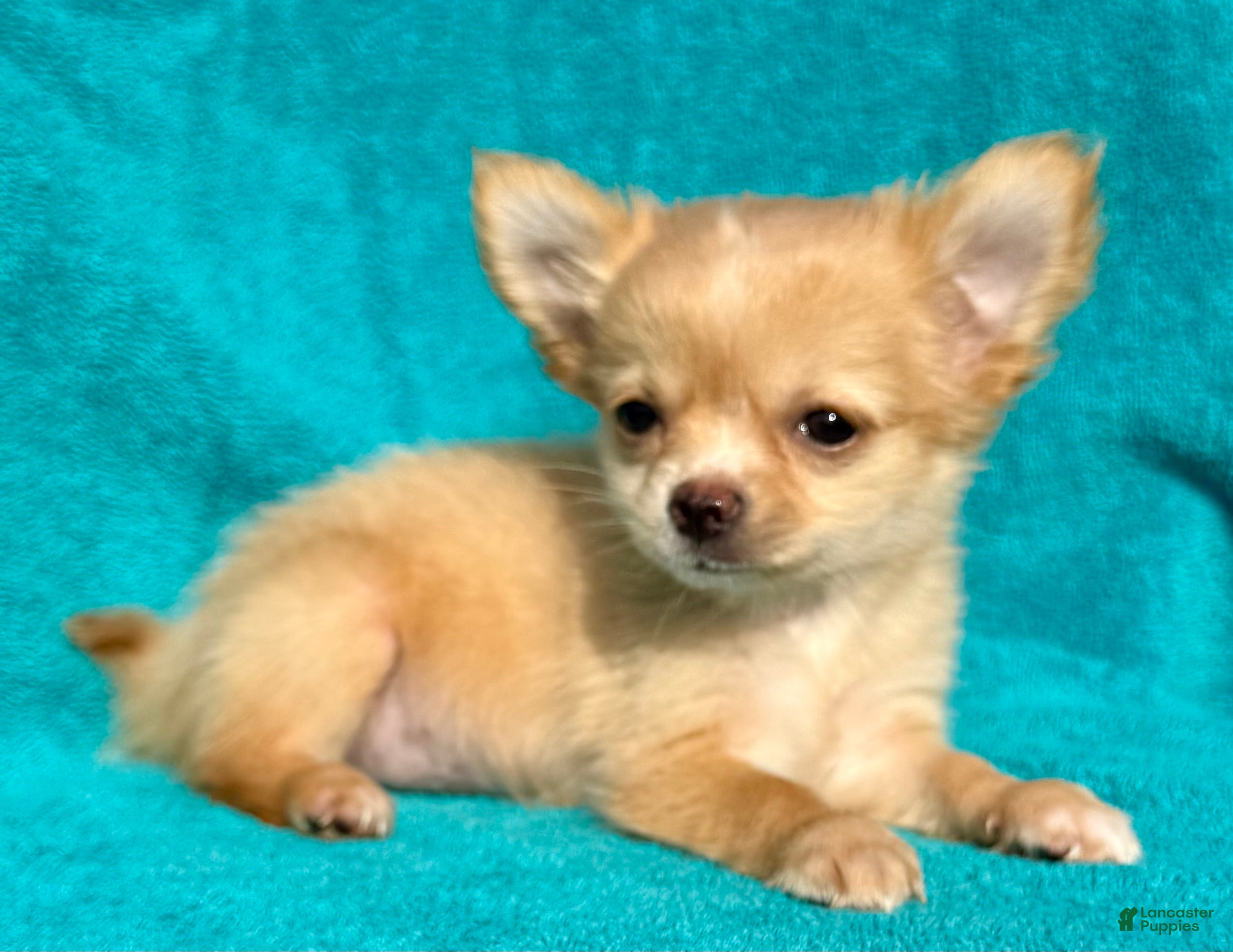 Chihuahua dogs Cream long hair  - Ad 1