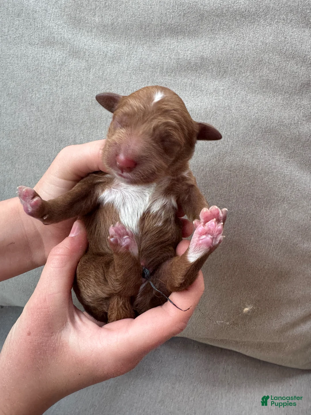 Mixed Breed dogs for sale: Goldendoodle Puppy 2 - Ad 1