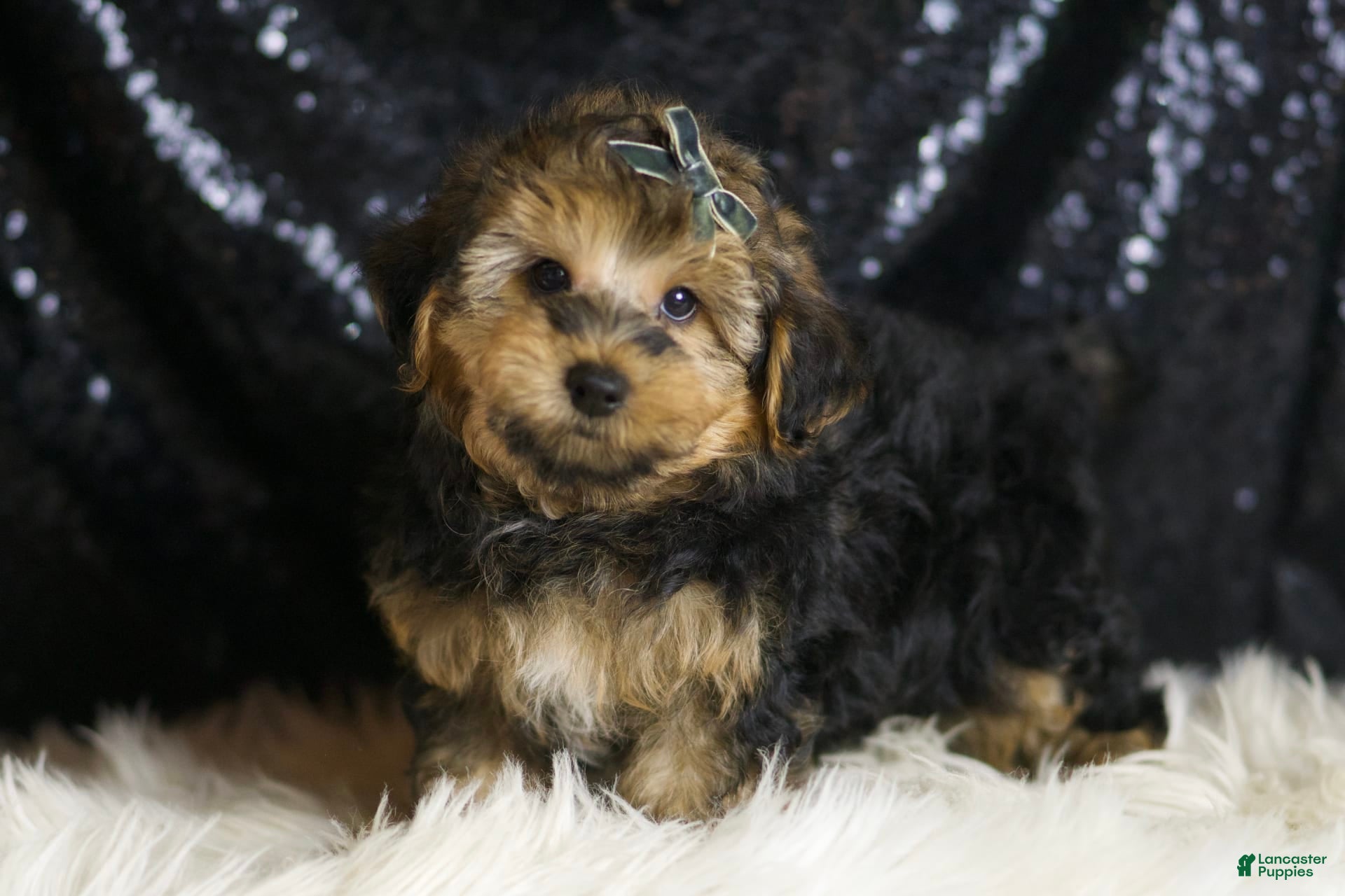 Yorkiepoo Puppy Blue Merle Yorkie Poo Blue Merle Yorkiepoo Puppies