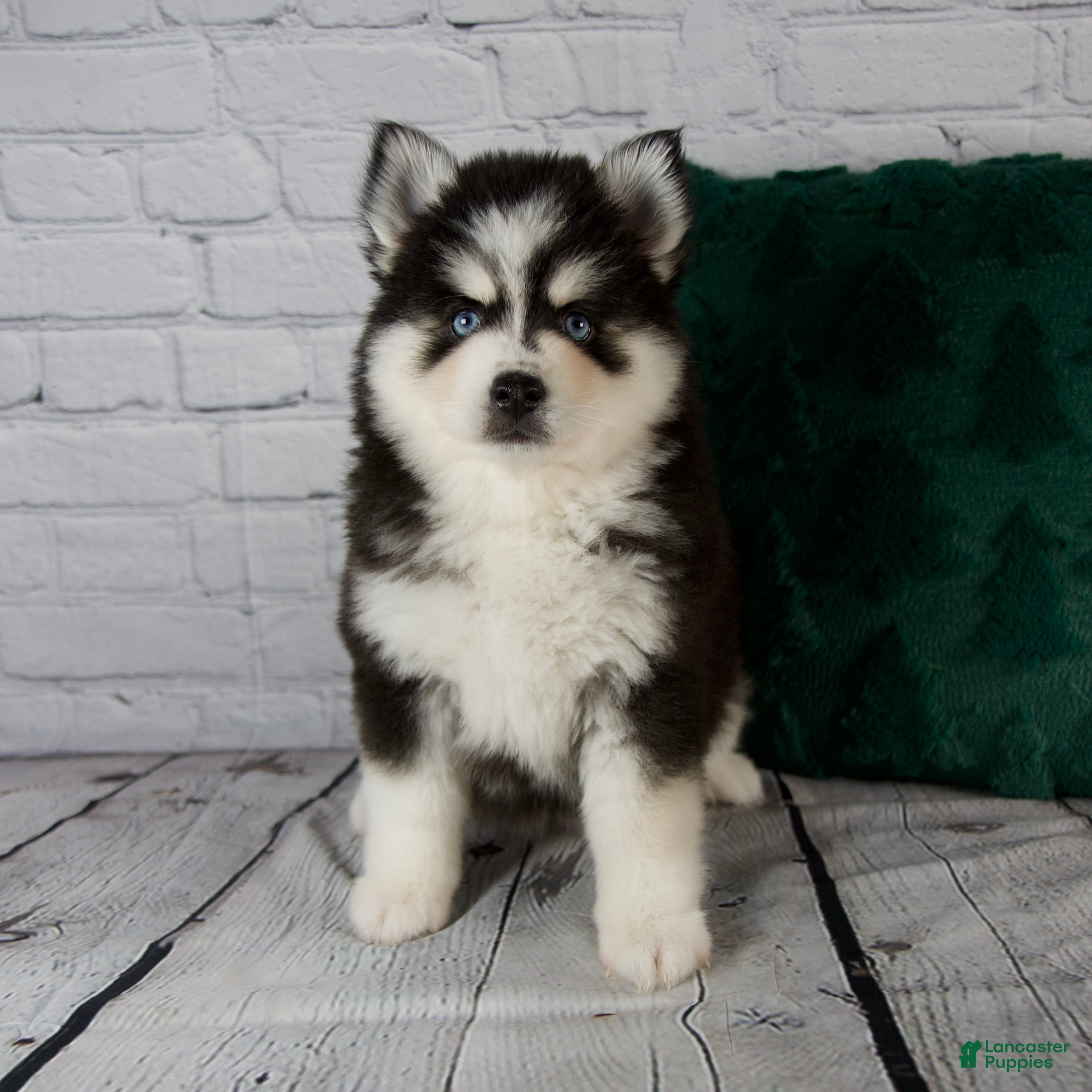 Pomsky dogs Grace - Ad 12