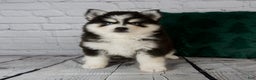 Pomsky dogs for sale: Grace - Ad 1