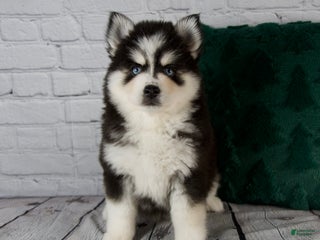 Pomsky dogs Grace - Ad 26