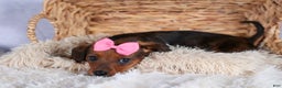 Miniature Dachshund dogs for sale: Jenny - Ad 7