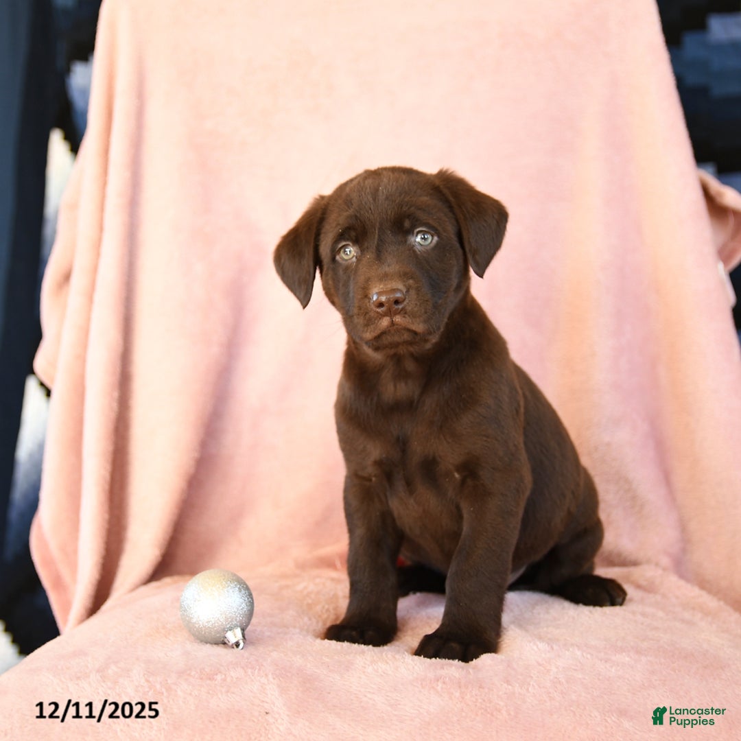 Labrador Retriever dogs for sale: Avalanche - Ad 2