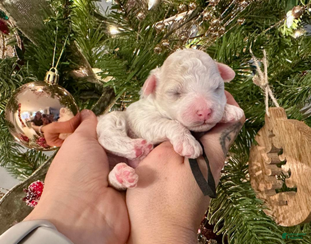 Miniature Poodle dogs for sale: Paul McCartney - Ad 5