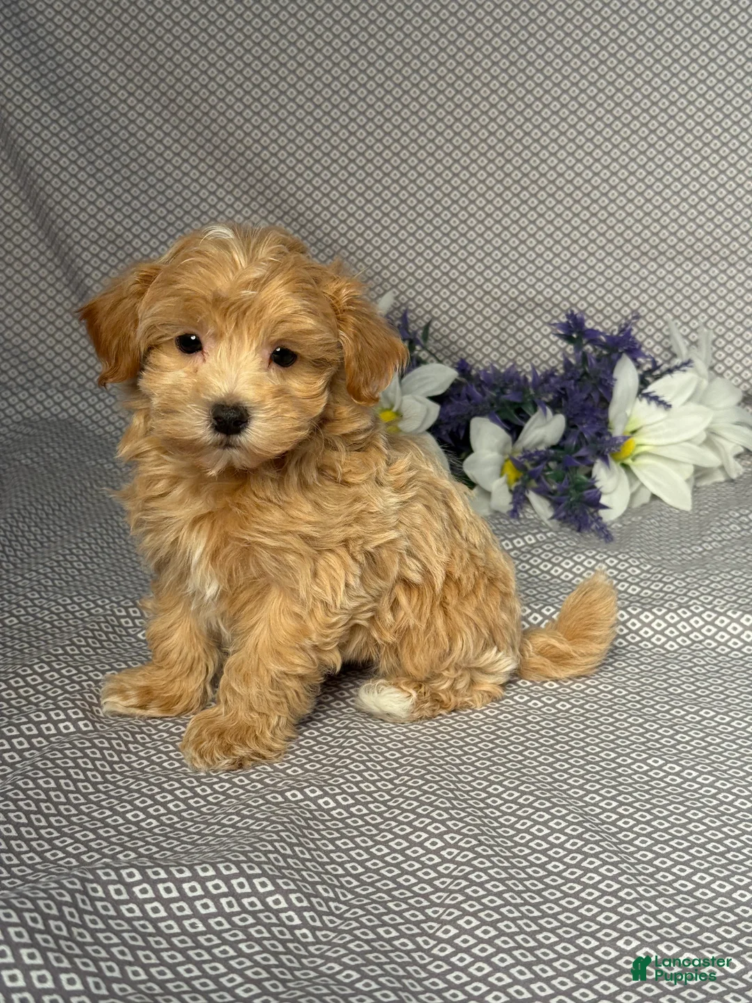 Maltipoo dogs for sale: Oscar - Ad 2
