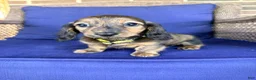 Miniature Dachshund dogs for sale: Maisy - Ad 5