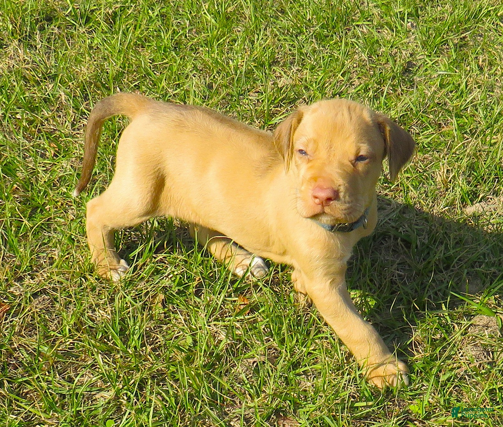 Rhodesian Ridgeback dogs Rhodesian Ridgeback Puppy 4 - Ad 1