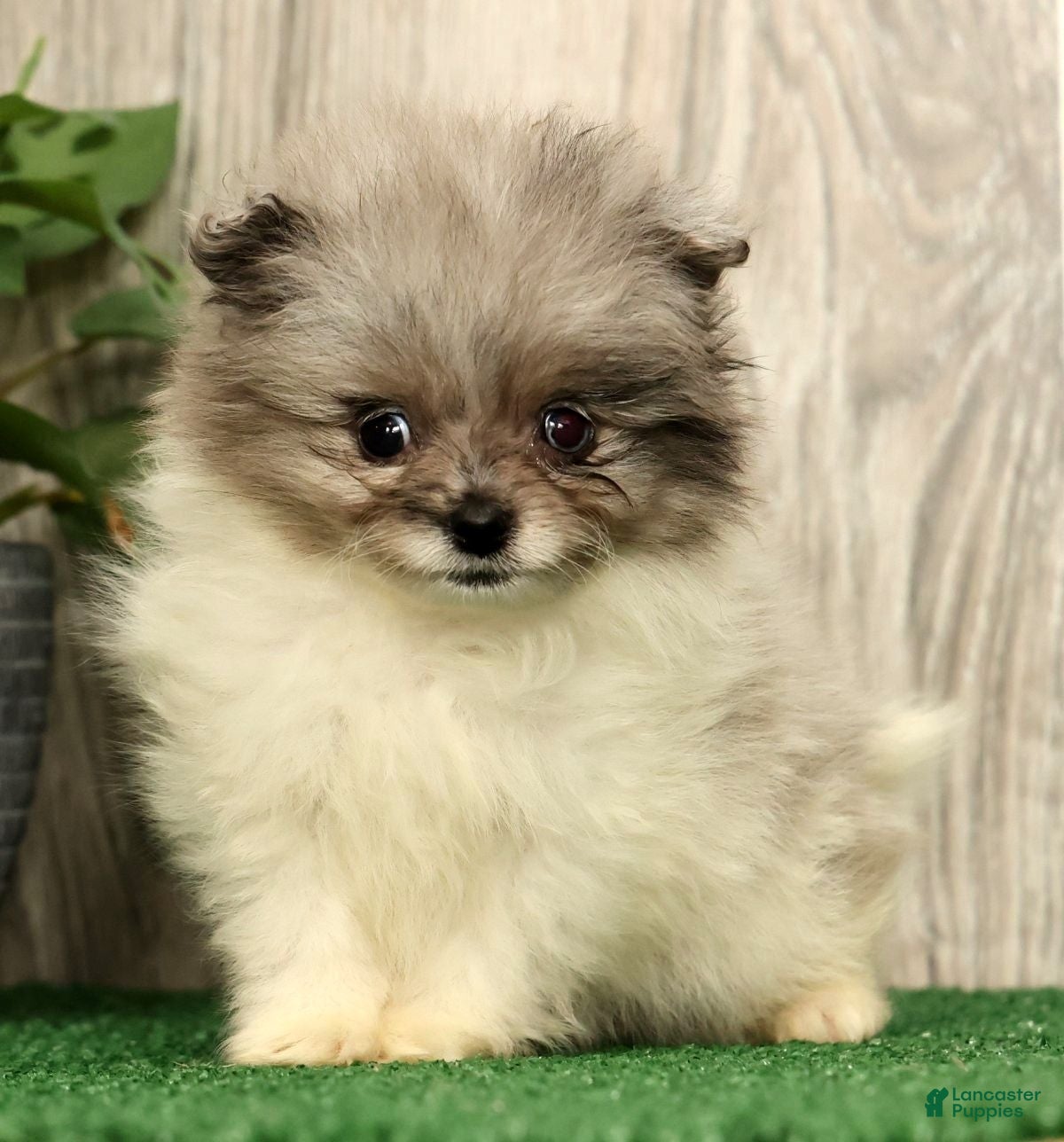 Pomeranian dogs for sale: Lucy - Ad 2