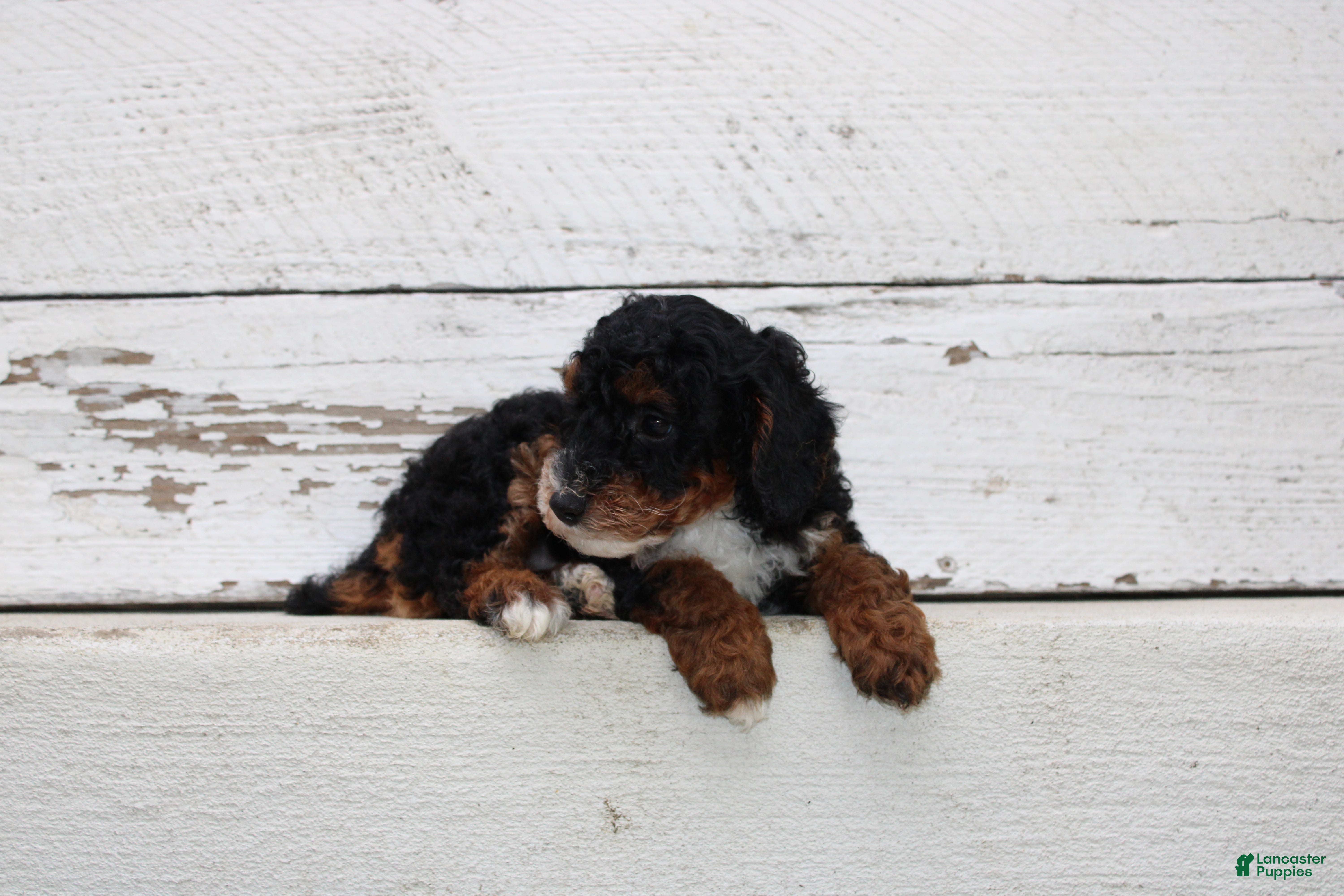 Miniature Poodle dogs for sale: Tanger - Ad 2
