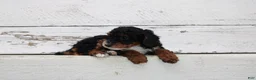 Miniature Poodle dogs for sale: Tanger - Ad 1