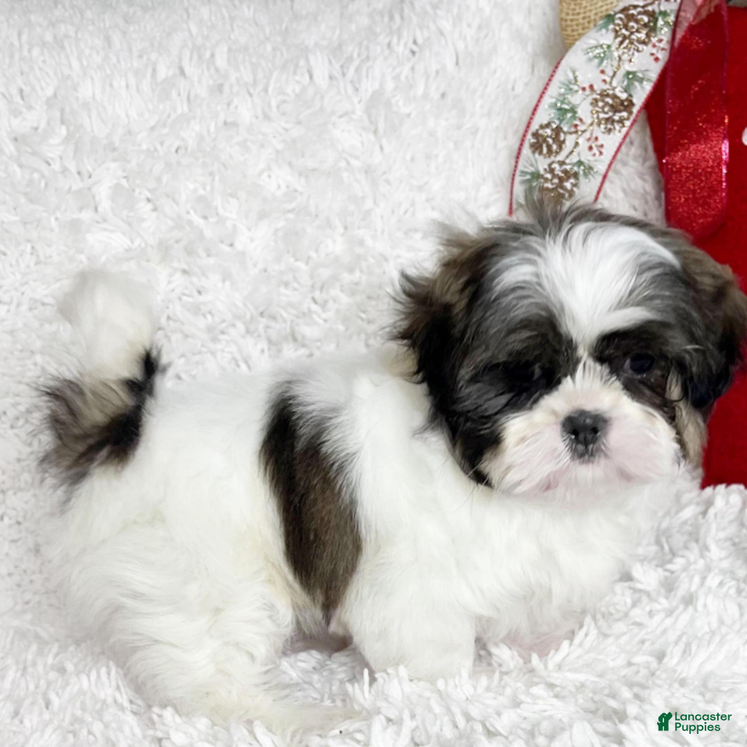 Shih Tzu dogs for sale: Brooke - Ad 4