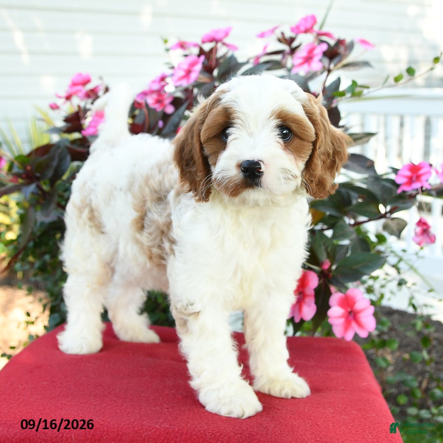 Cavapoo dogs for sale: Laurie - Ad 4