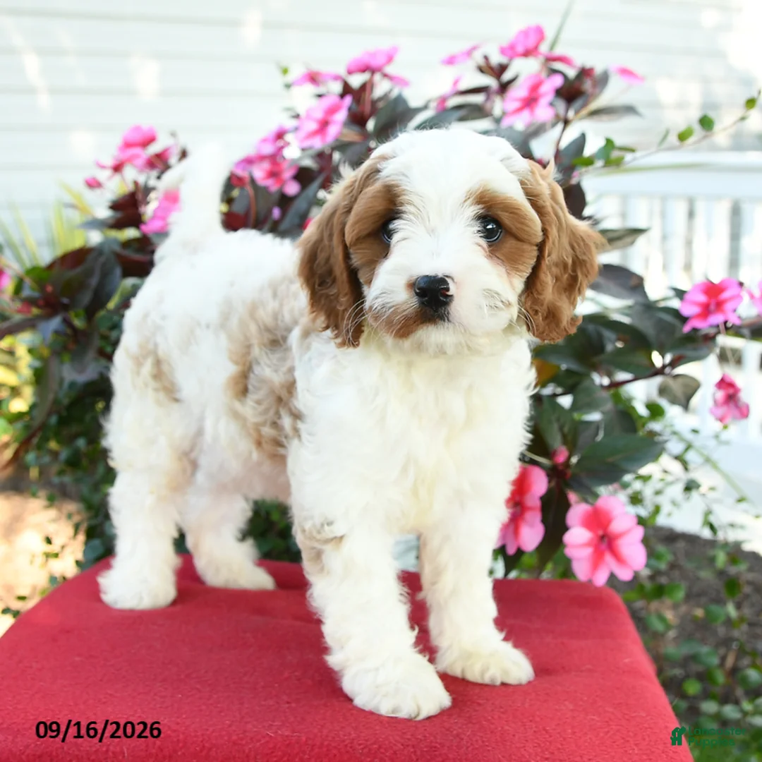 Cavapoo dogs for sale: Laurie - Ad 1