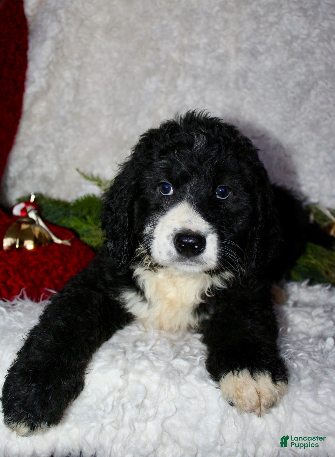 Bernedoodle dogs for sale: Charlie - Ad 5