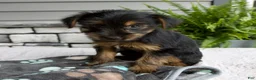 Morkie dogs for sale: Winston - Ad 5