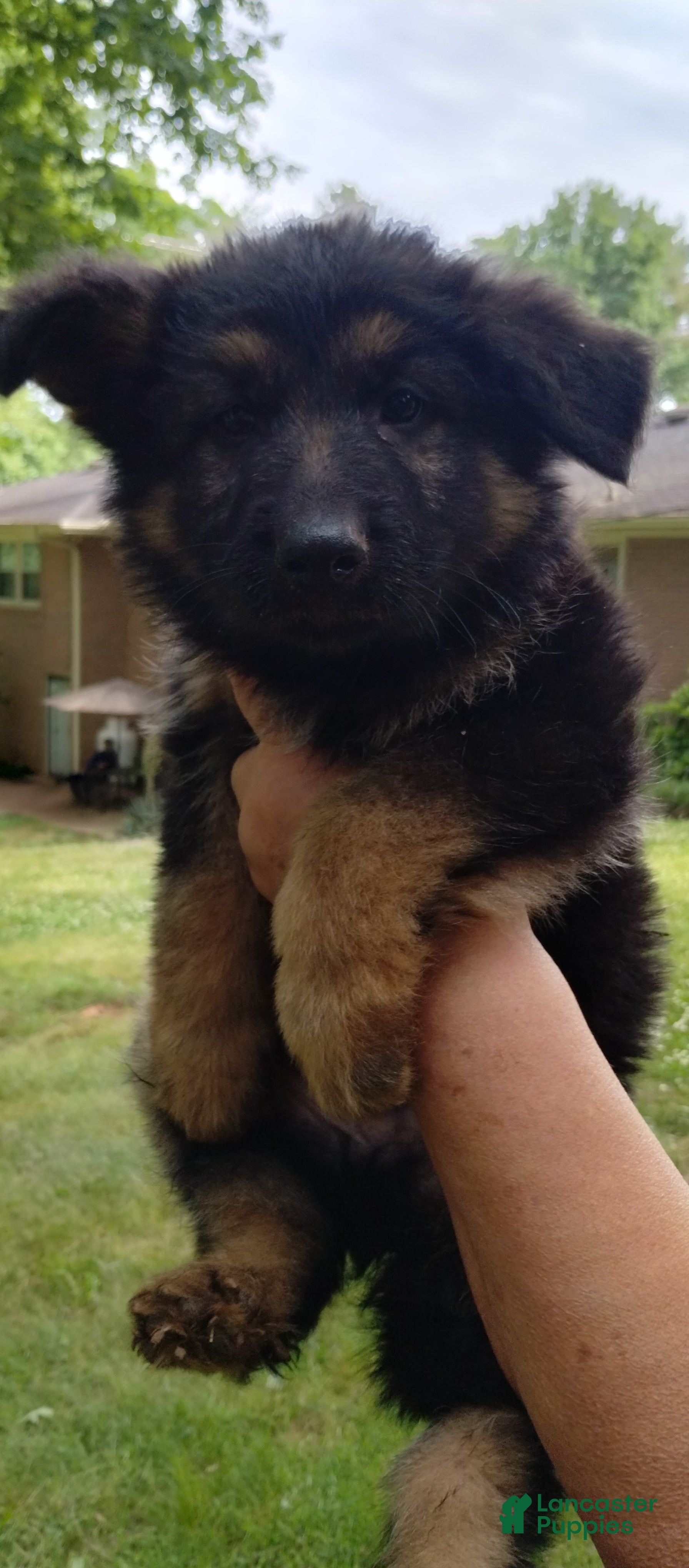 German Shepherd dogs German Shepherd Puppy 3 - Ad 40