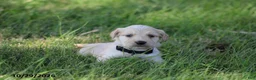 Golden Retriever dogs for sale: Jasper - Ad 4