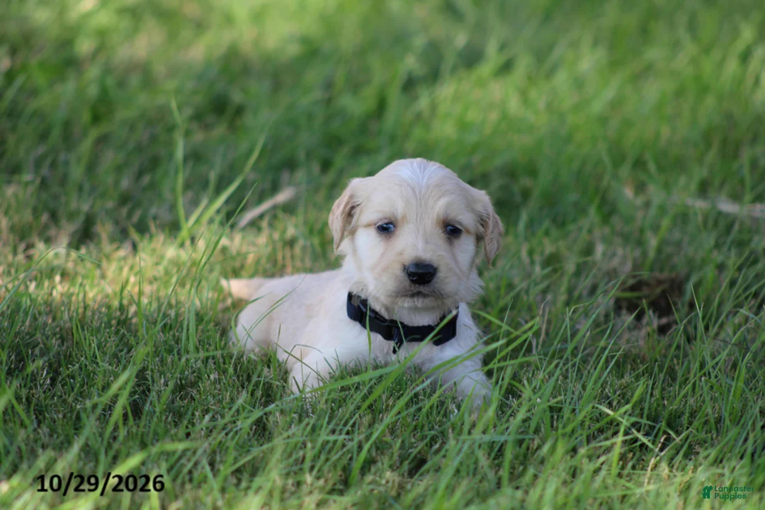 Golden Retriever dogs for sale: Jasper - Ad 4