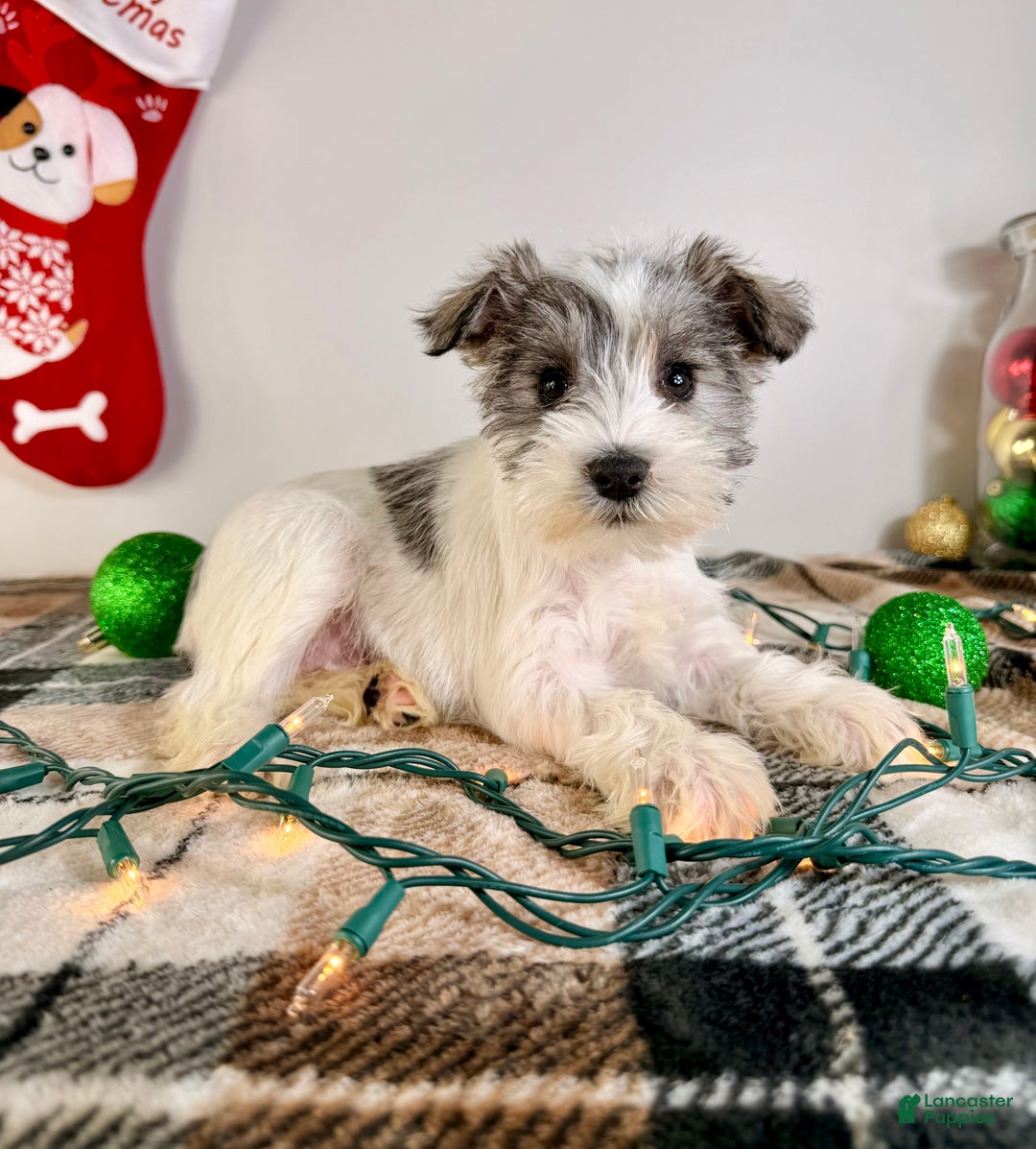 Miniature Schnauzer dogs for sale: AKC Winnie - Ad 2