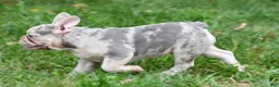 French Bulldog dogs for sale: Rosie - Ad 10