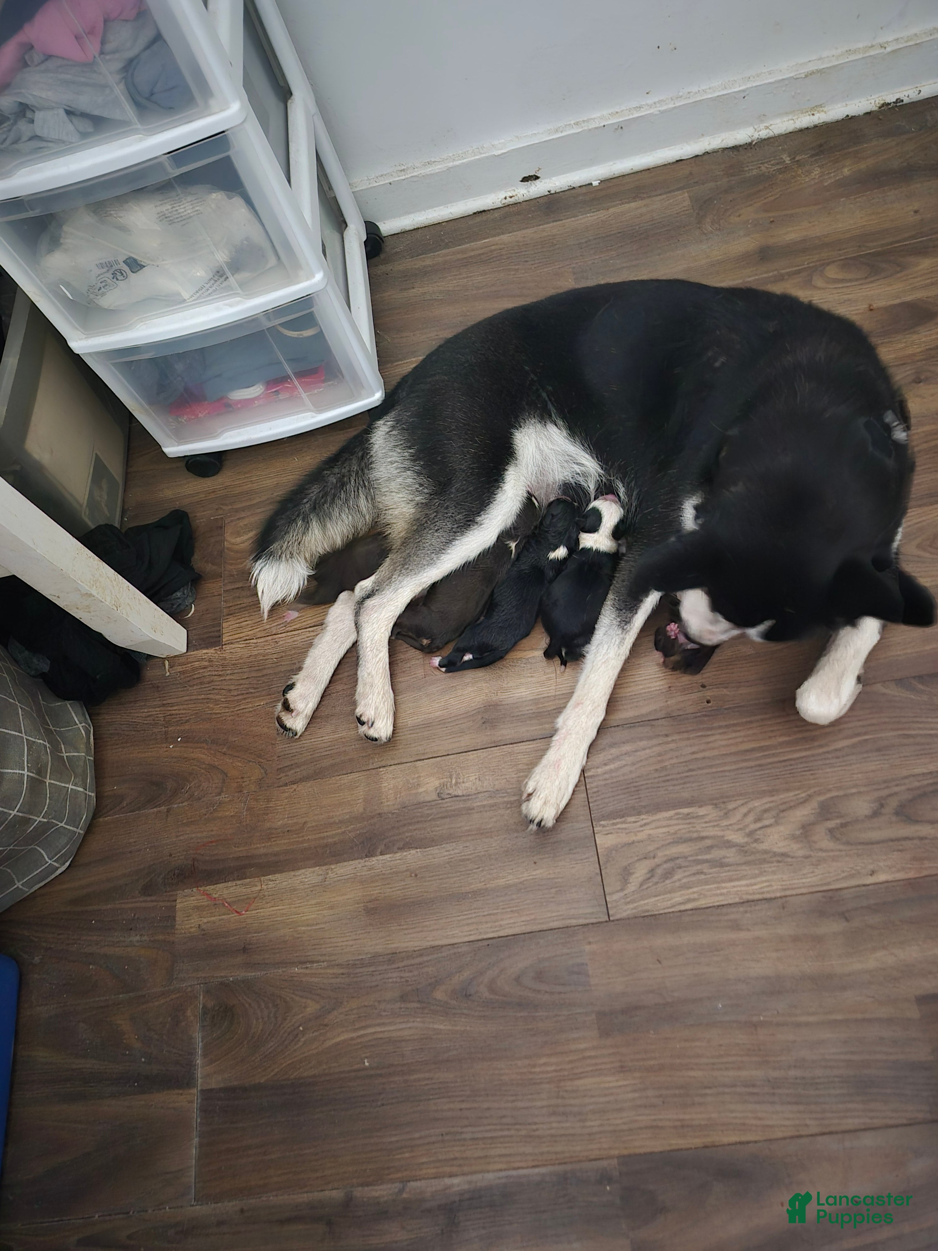 Mixed Breed dogs Mixed Breed 4 - Ad 31