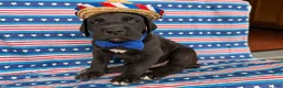 Great Dane dogs for sale: Philip Great Dane  - Ad 3
