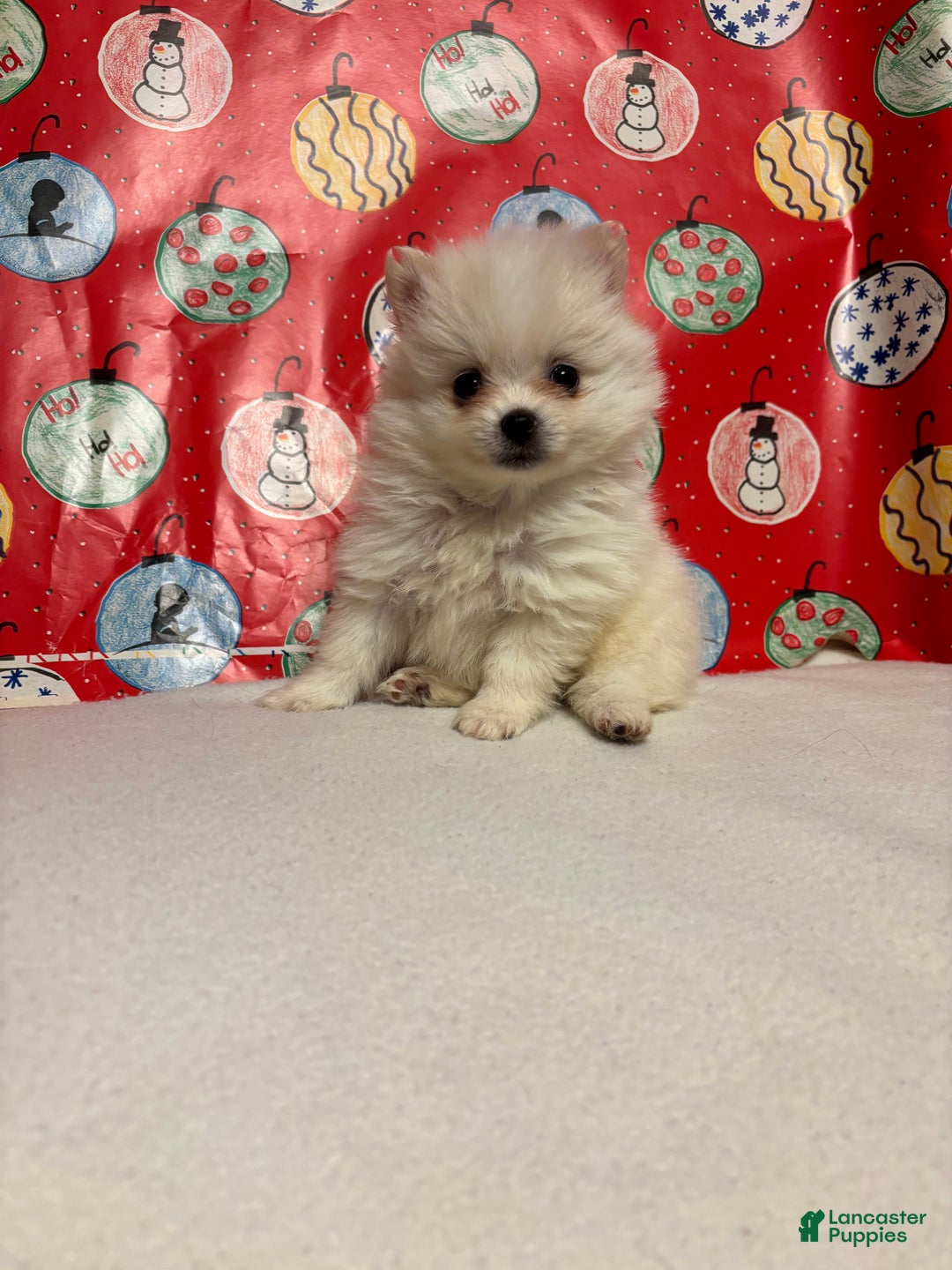 Pomeranian dogs for sale: Pomeranian Puppy 3 - Ad 4