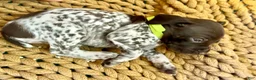 German Shorthaired Pointer dogs for sale: German Shorthaired Pointer Puppy 9 - Ad 3