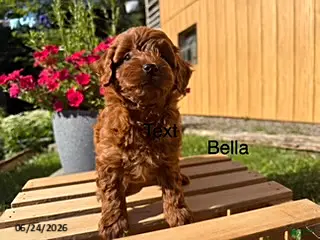 Cockapoo dogs Bella - Ad 33