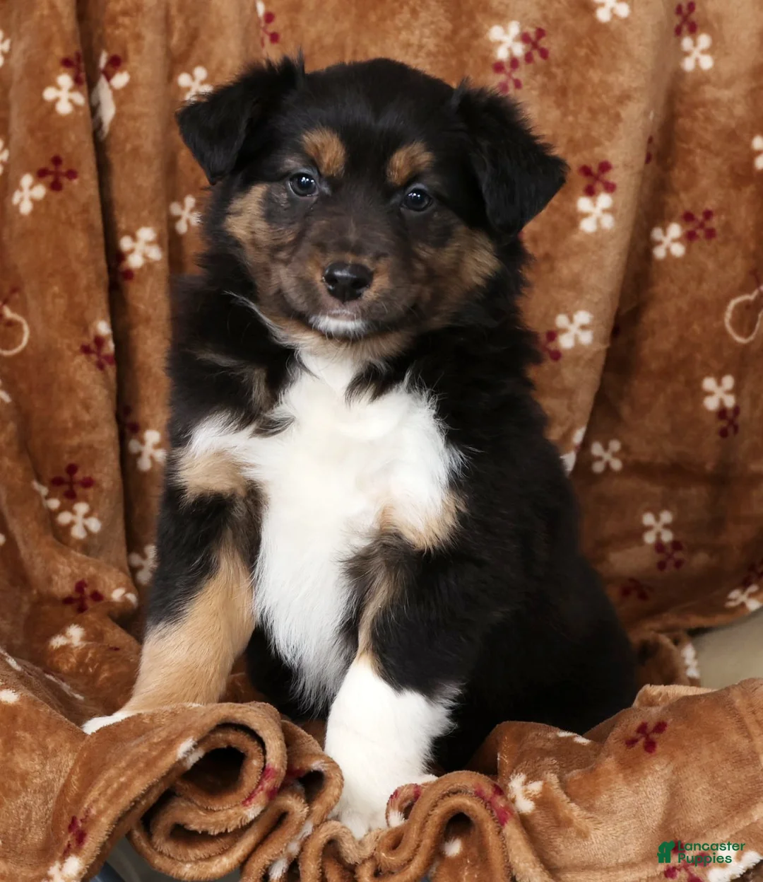Australian Shepherd dogs for sale: Julie - Ad 6