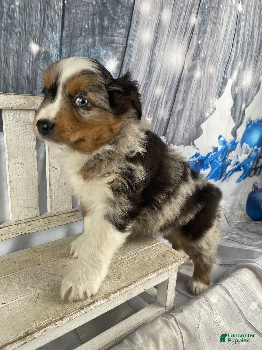 Australian Shepherd dogs for sale: Sterling - Ad 9