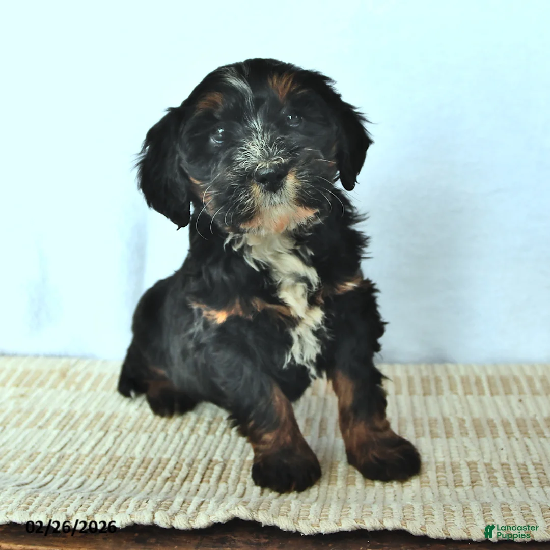 Mini Bernedoodle dogs for sale: Willow - Ad 2