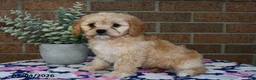 Cavachon dogs for sale: Emma - Ad 2