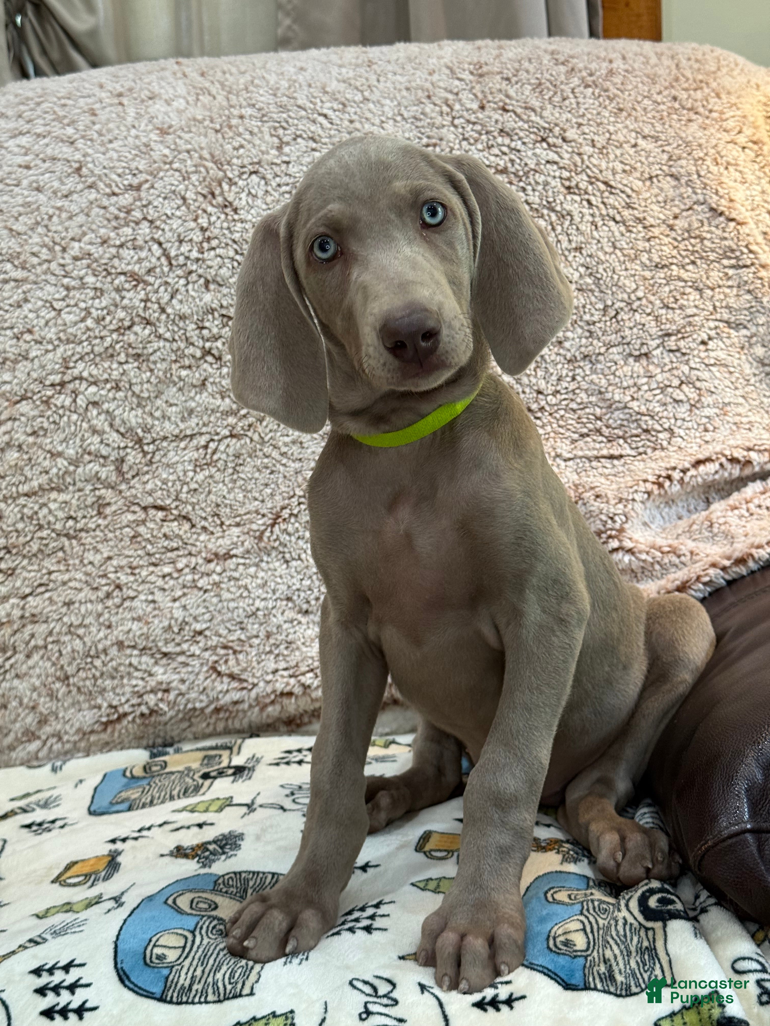Weimaraner dogs Lime - Ad 10