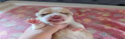 Chihuahua dogs for sale: Freddie - Ad 3