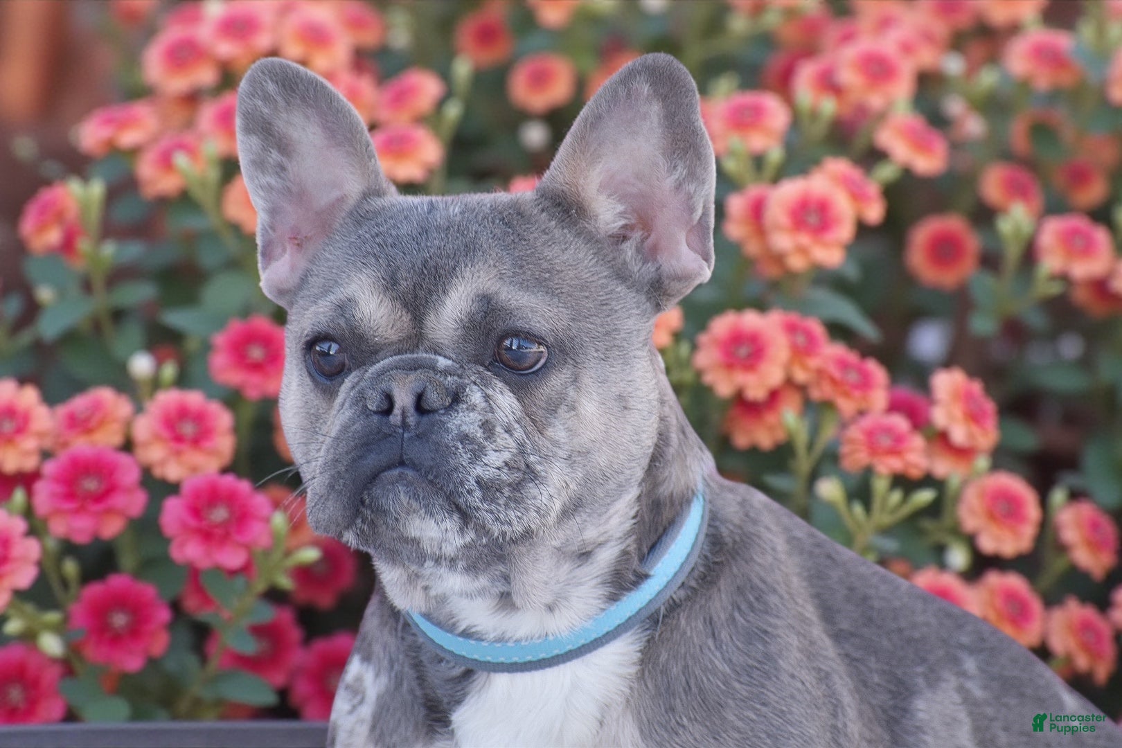 French Bulldog dogs Sweetheart - Ad 1