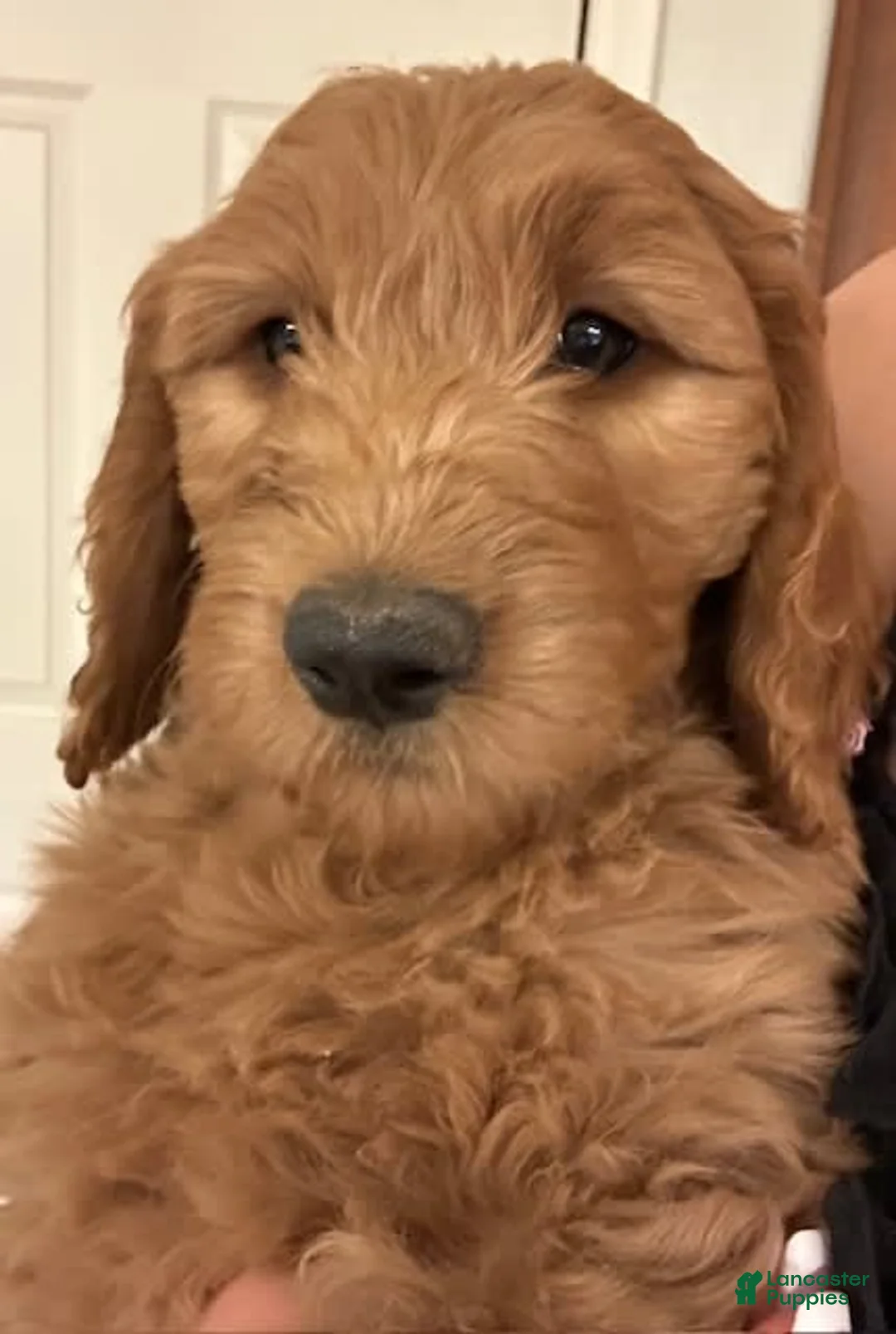 Gallery Image {{count}}