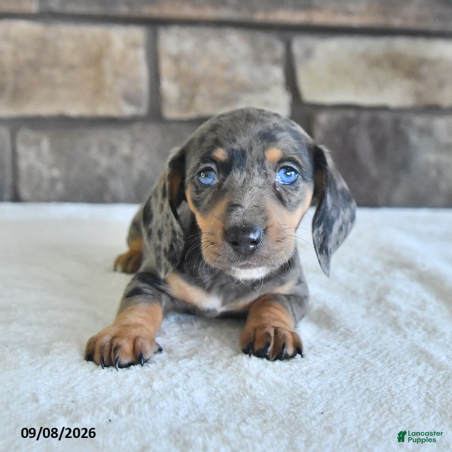 Miniature Dachshund dogs Libby - Ad 1