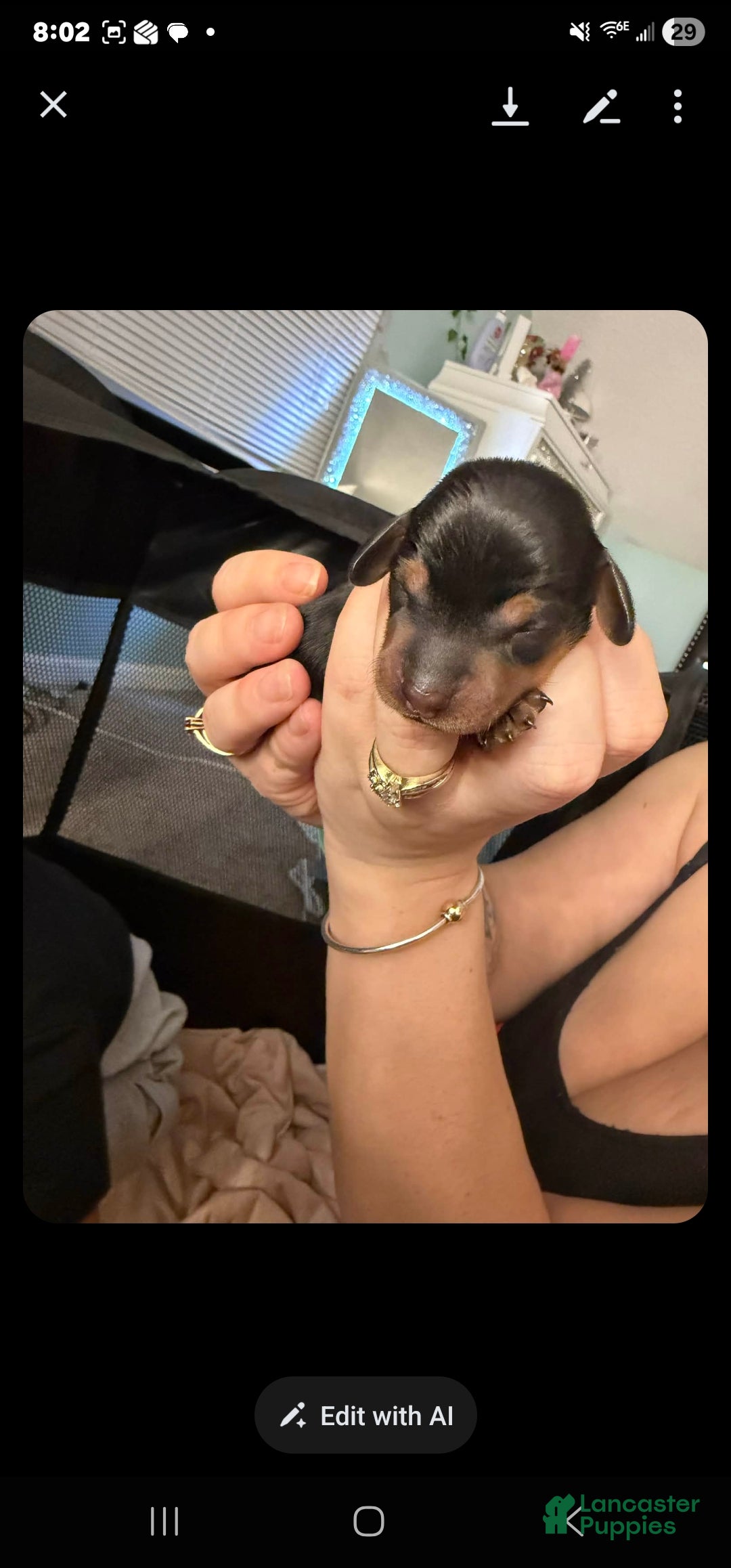 Dachshund dogs Dachshund Puppy 3 - Ad 36