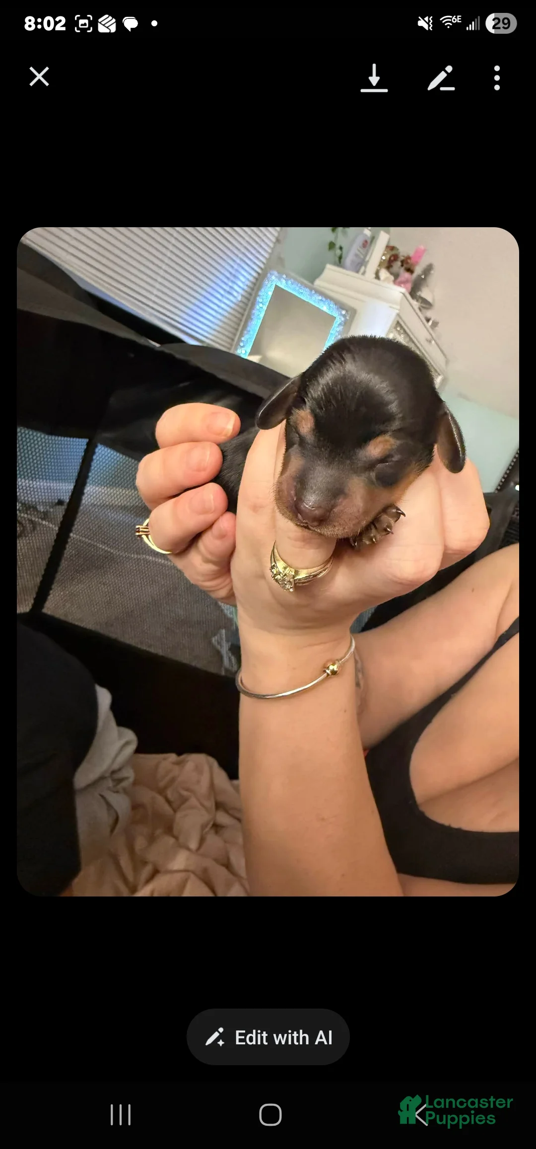 Dachshund dogs for sale: Dachshund Puppy 3 - Ad 1